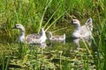 Three geese in pond Royalty Free Stock Photo