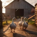 Three geese standing in front of an old wooden barn at sunset Royalty Free Stock Photo