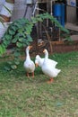Three geese standing on grass Royalty Free Stock Photo