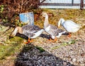 Three real geese in sunlight