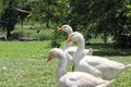 Three geese walking on grass Royalty Free Stock Photo