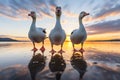 three geese walking in a line Royalty Free Stock Photo