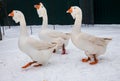 Three geese walking on snow in the farm during the winter Royalty Free Stock Photo
