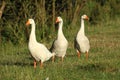 Three geese Royalty Free Stock Photo