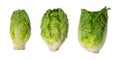 Three 3 gem lettuce isolated on white background. Royalty Free Stock Photo