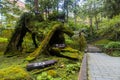 Three Generation Tree inside Alishan National Forest Area in Chiyahi, Taiwan Royalty Free Stock Photo