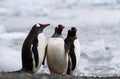 Three gentoo penguins Pygoscelis papua standing on the shore by an ocean covered in ice, Antarctica Royalty Free Stock Photo