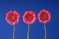 Three gerber flowers Royalty Free Stock Photo