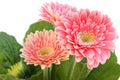Three gerber flowers Royalty Free Stock Photo