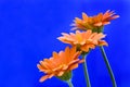 Three gerbera