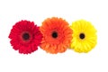 Three gerbera flowers isolated on white background Royalty Free Stock Photo