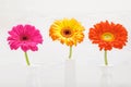 Three Gerbera flowers in vase on white wooden table. Daisy flower in vase. Royalty Free Stock Photo