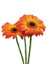 Three gerbera Royalty Free Stock Photo