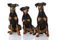 Three german pinscher