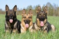 Three German sheep-dogs Royalty Free Stock Photo