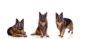 Three German Shepherd dogs Royalty Free Stock Photo