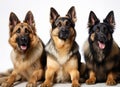 Three german shepherd dogs sitting in front of a white background Royalty Free Stock Photo