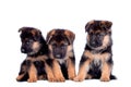 Three German shepherd puppies Royalty Free Stock Photo
