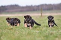 Three German Shepherd Puppies playing Royalty Free Stock Photo