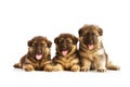 Three German Shepherd puppies Royalty Free Stock Photo