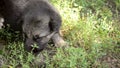 Three German Shepherd puppy whine