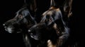 Three german shepherds on a black background in a studio Royalty Free Stock Photo