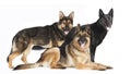 Three German Shepherds Royalty Free Stock Photo
