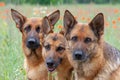 Three German shepherds Royalty Free Stock Photo