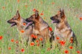Three German shepherds Royalty Free Stock Photo