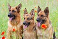 Three German shepherds Royalty Free Stock Photo