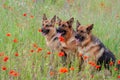 Three German shepherds Royalty Free Stock Photo