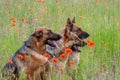 Three German shepherds Royalty Free Stock Photo