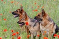 Three German shepherds Royalty Free Stock Photo
