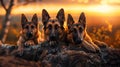 Three German Shepherds resting on a log during a sunset Royalty Free Stock Photo