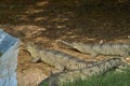 Three gharials are relaxing