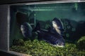 Three giant black pacu fishes in an aquarium behind glass. Huge exotic tropical tambaqui from South America at the Exposition