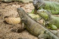 Three giant green iguana Royalty Free Stock Photo