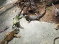 Three giant lizards standing on the rock in the zoo