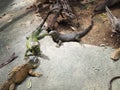 Three giant lizards standing on the rock in the zoo Royalty Free Stock Photo