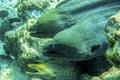 Three Giant moray eel together