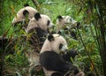 Giant panda bears eating bamboo in forest Royalty Free Stock Photo