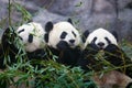 Three giant pandas