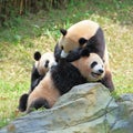 Triplet giant pandas are playing