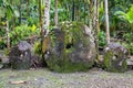 Three giant prehistoric megalithic stone coins or money Rai, under trees overgrown in jungle. Yap island, Micronesia, Oceania. Royalty Free Stock Photo