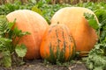 Three giant pumpkin at the field