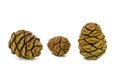 Three giant sequoia cones isolated on the white background. Royalty Free Stock Photo