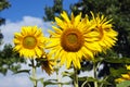 Giant sunflowers in full bloom Royalty Free Stock Photo