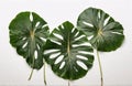 Three Giant Taro plant leafs, cut out on white background Royalty Free Stock Photo