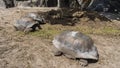 Three giant turtles Aldabrachelys gigantea are walking.