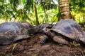 Three giant turtles